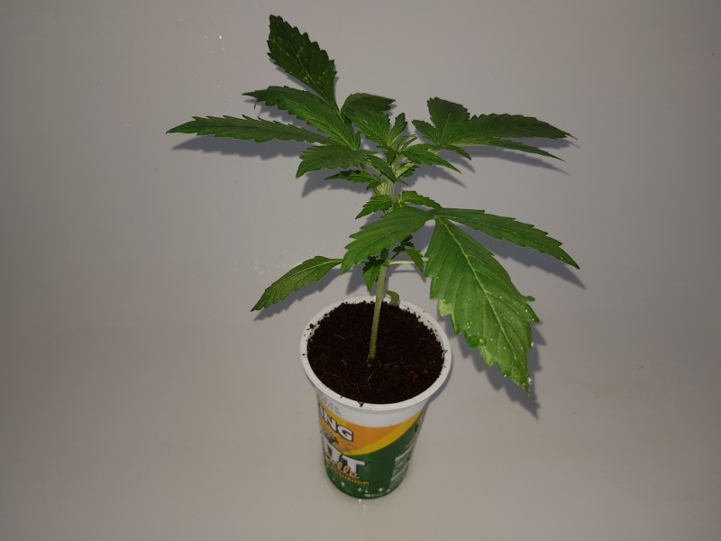 Thin mint crack seedstockers potnoodle