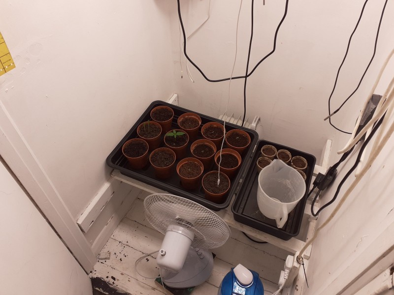 Strawberry Cheesecake Auto