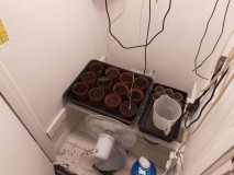 Strawberry Cheesecake Auto