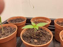 Strawberry Cheesecake Auto