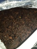 Tobacco germination