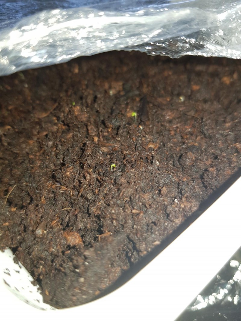 Tobacco germination