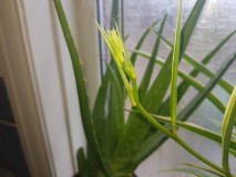 Spider plant