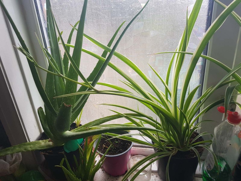 Spider plant