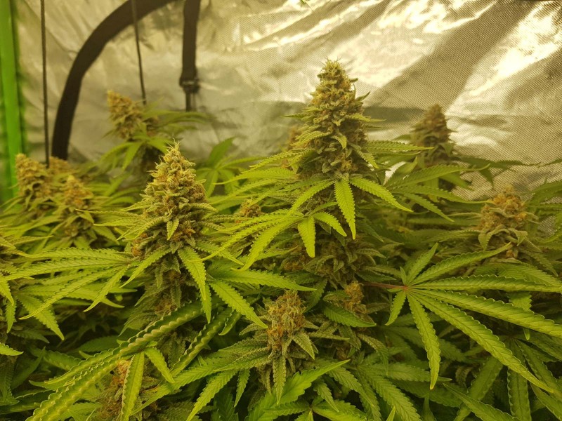 Purple Queen 48 days flower