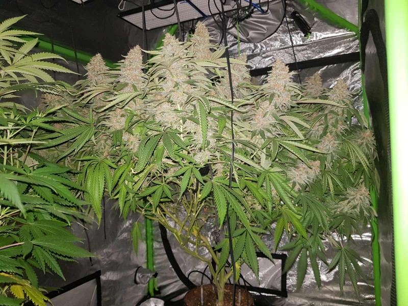 Purple Queen 50 days flower