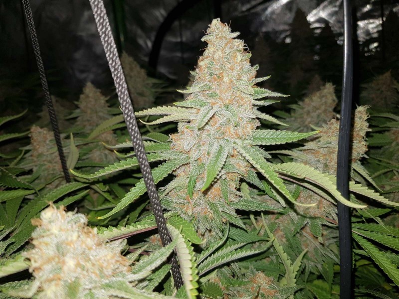 Purple Queen 50 days flower