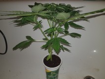 Thin mint crack seedstockers potnoodle transitioning