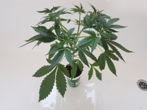 Thin mint crack seedstockers potnoodle preflowering