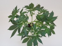 Thin mint crack seedstockers potnoodle preflowering