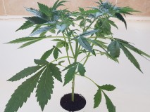 Thin mint crack seedstockers potnoodle preflowering