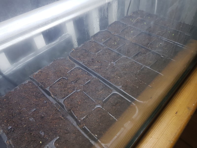 Second sowing, leaf crops