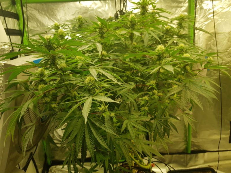 Blimey burn gorilla glue 21 days 12/12