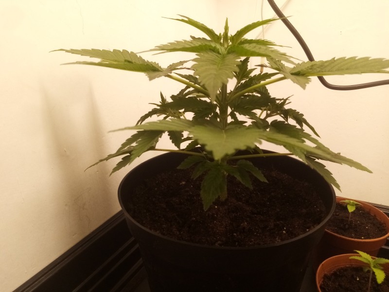 Strawberry Cheesecake Auto