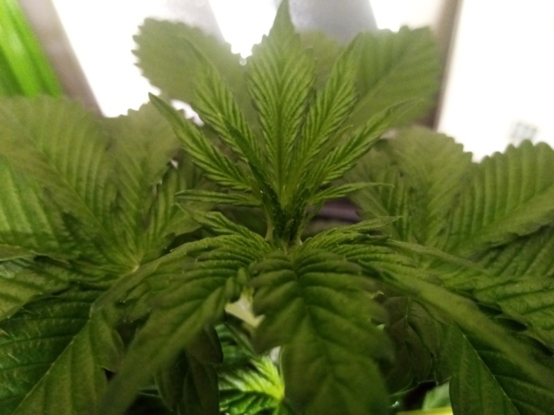 Strawberry Cheesecake Auto