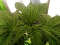 Strawberry Cheesecake Auto