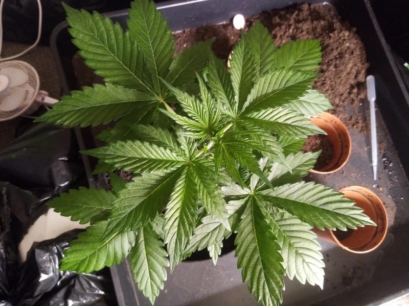 Strawberry Cheesecake Auto