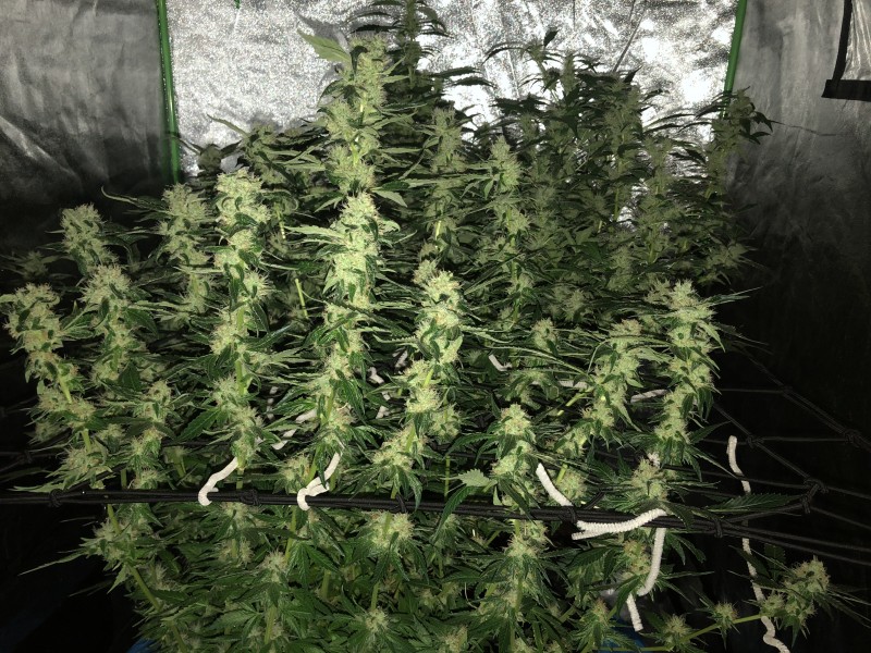 E4497DC4-2E5A-4421-A195-2D20F8A144C4