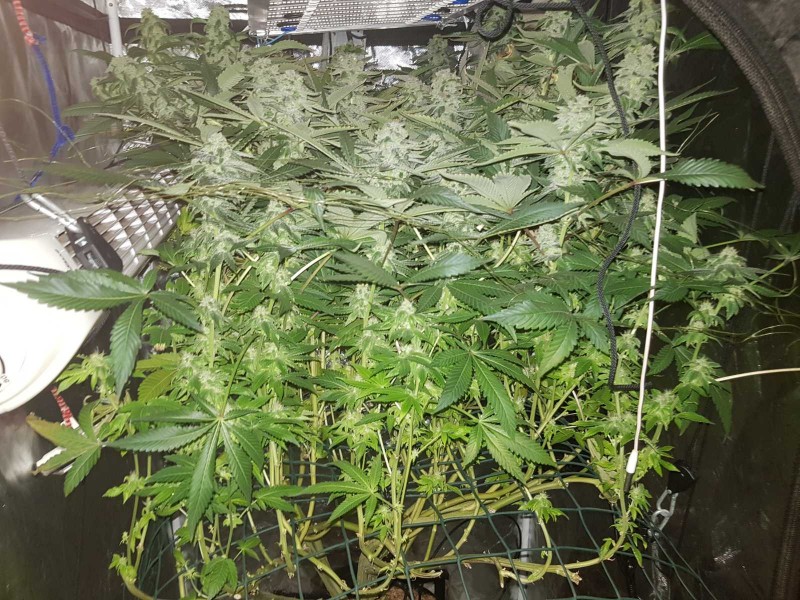 Captains cake scrog 42 days 6 weeks 12/12  190w