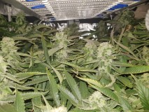 Captains cake scrog 42 days 6 weeks 12/12  190w