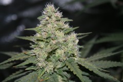 barney's farm-triple cheese