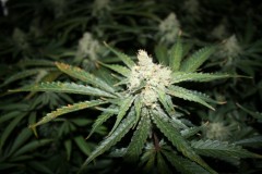 franco cheese in coco