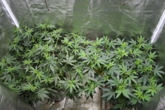 franco cheese & triple cheese mother plants