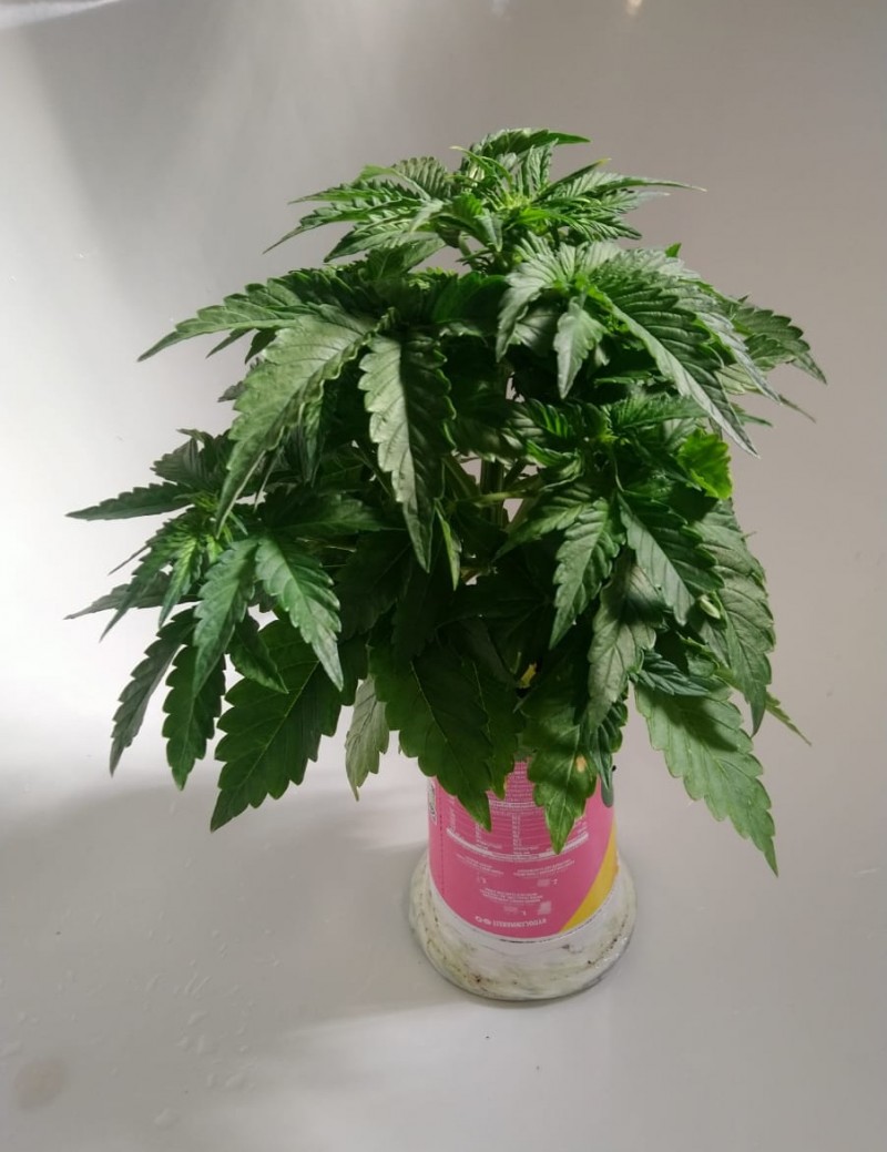 E93A1412-CD2C-438D-9624-04A2B7BB89AF