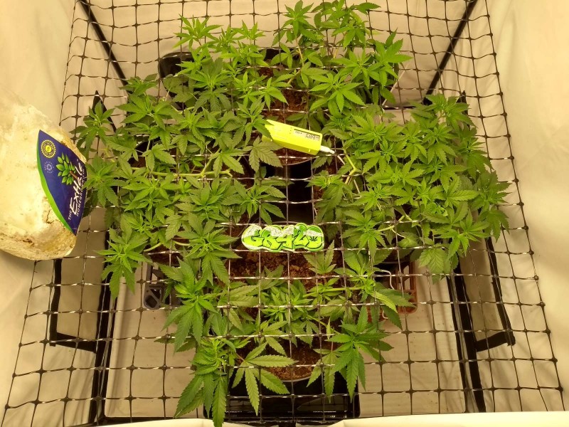 IMG_20200426_120753708_HDR