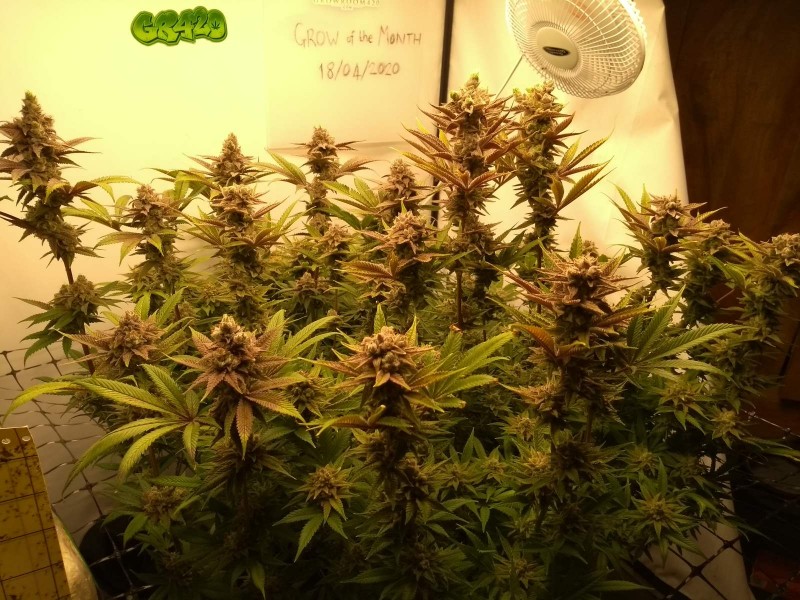 IMG_20200418_160514059