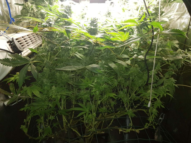 Captains cake scrog 47 day 12/12  190w