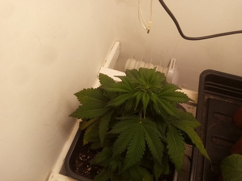 Strawberry Cheesecake Auto