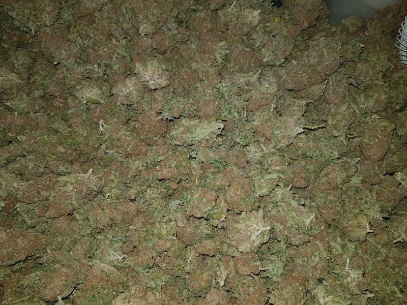 Purple queen harvest