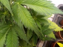 Strawberry Cheesecake Auto