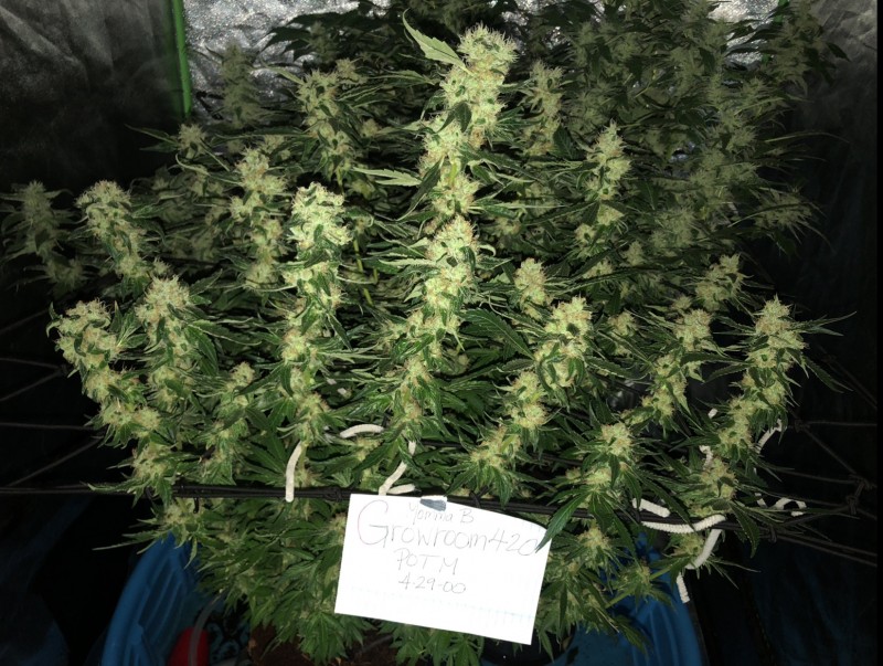 C4C4E988-69BB-450B-B962-42C8DB8B6691