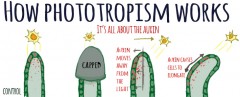 how-phototropism-works