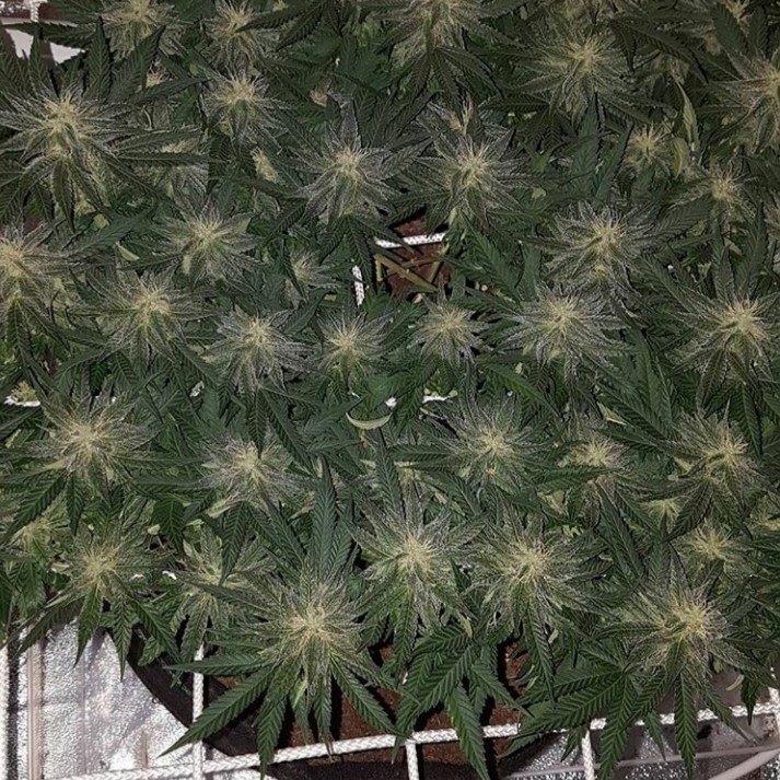 NL scrog