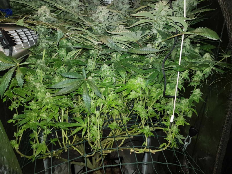 Captains cake scrog 53 days 12/12