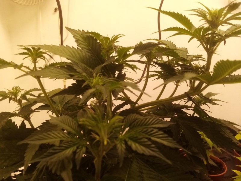 Strawberry Cheesecake Auto