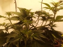 Strawberry Cheesecake Auto