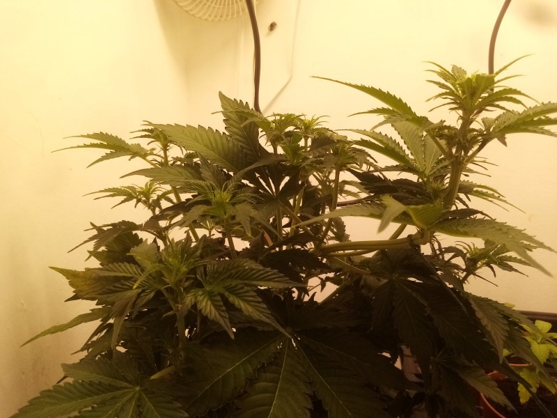 Strawberry Cheesecake Auto