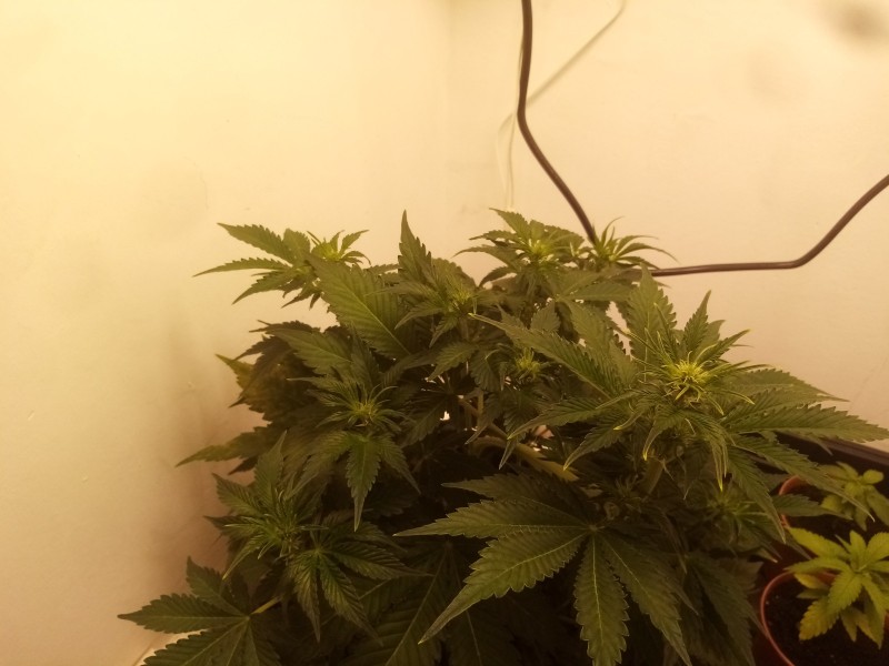 Strawberry Cheesecake Auto