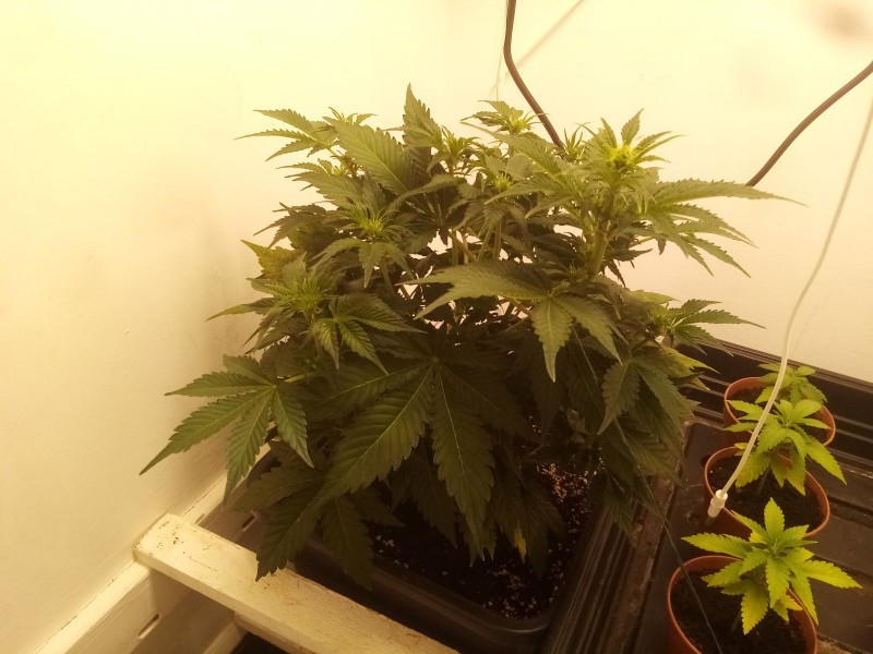 Strawberry Cheesecake Auto