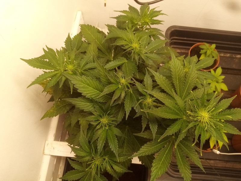 Strawberry Cheesecake Auto