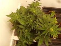 Strawberry Cheesecake Auto