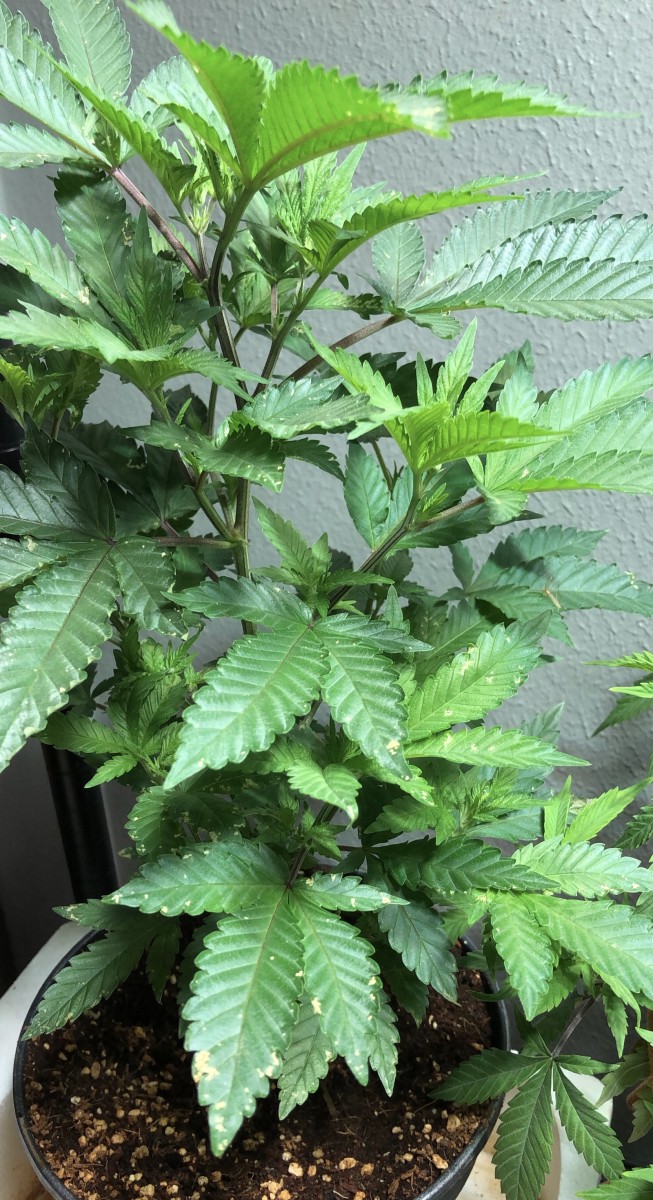 627EE501-3AC0-4336-826C-00DDAF403769