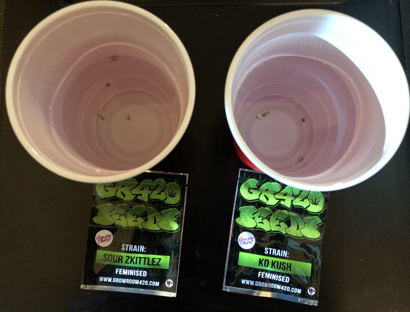 C9B566B3-FAA1-4DD4-BA4A-F1F8F82CDE87