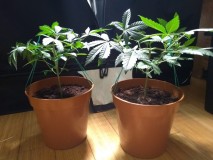 IMG_20200413_174819222