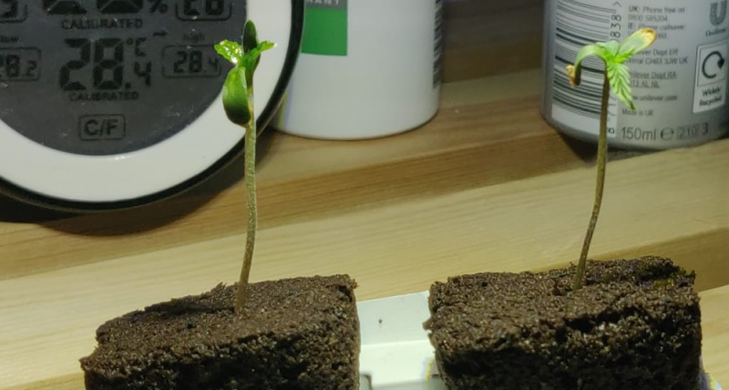 seedling