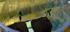 seedling1